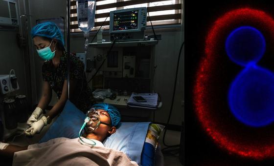 L’OMS publie la 1ère liste d'agents pathogènes fongiques dangereux pour la santé